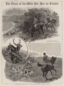 La chasse au cerf rouge sauvage sur Exmoor